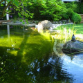 teich-mit anschluss an terrasse